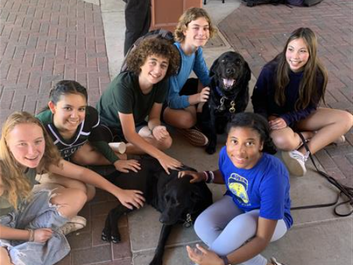 Therapy Dogs